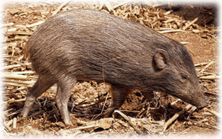Dvärgsvin - Världens minsta gris